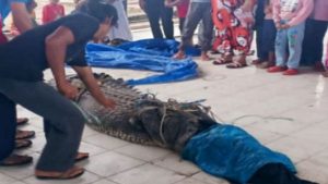 Warga di Lampung Timur,tangkap Buaya Besar
