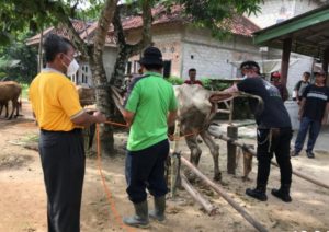 Pemkab Tulang Bawang Barat Terus Berupaya Tingkatkan Populasi Ternak Sapi