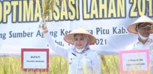 Panen Raya Padi dilahan Cetak Sawah Membuktikan Distan Tuba Raih Sukses