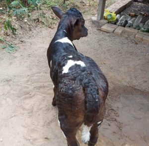Kadis Nazaruddin Hadirkan Sapi Bibit Unggul di Tuba Barat Lampung, Ini Jenisnya