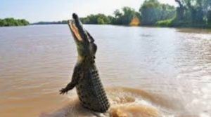 Seorang Warga Gunung Tapa Tengah Tuba Digigit Buaya Hingga Tewas