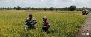 Dukung Tingkatkan Ketahanan Pangan, Babinsa Turun Ke Sawah Bantu Petani Panen Padi