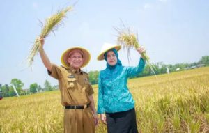 Pj Bupati Tuba Qudrotul Ikhwan Hadiri Panen Raya di Rajisel