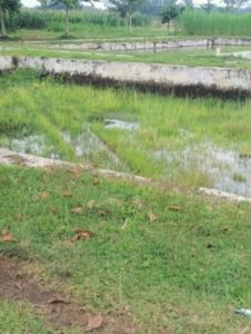 BBI Dinas Perikanan Tubaba Terbengkalai, Begini Harapan Warga
