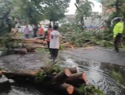 Tim Cepat BPBD Bandar Lampung Atasi Pohon Tumbang di 6 Titik Lokasi