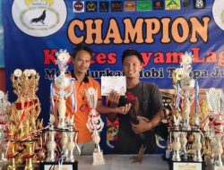 PAPALA Pangcab Tuba Gelar Kontes Ayam Laga, Usung Tema Ini