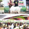Kuatkan Sektor Peternakan, Pemkab Tubaba Gelar Kopdar dan Lomba Bobot Kambing
