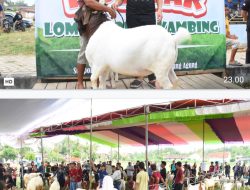 Kuatkan Sektor Peternakan, Pemkab Tubaba Gelar Kopdar dan Lomba Bobot Kambing